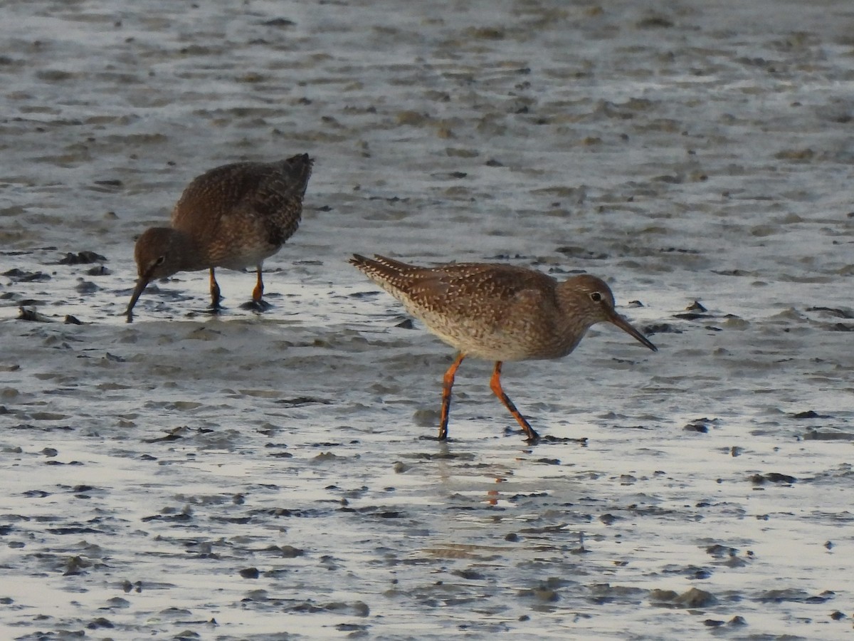 Улаан хөлт хөгчүү - ML640395585