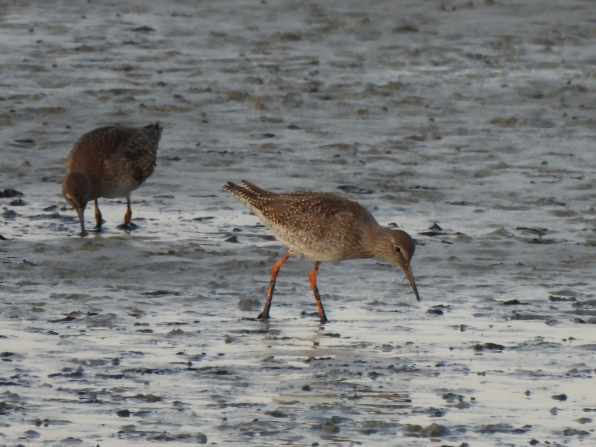 Улаан хөлт хөгчүү - ML640395586