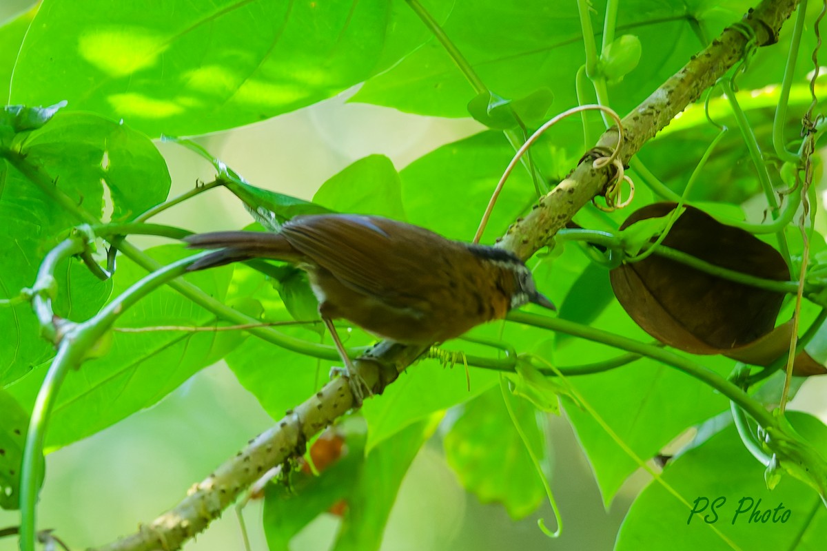 Malayan Black-capped Babbler - ML640395708