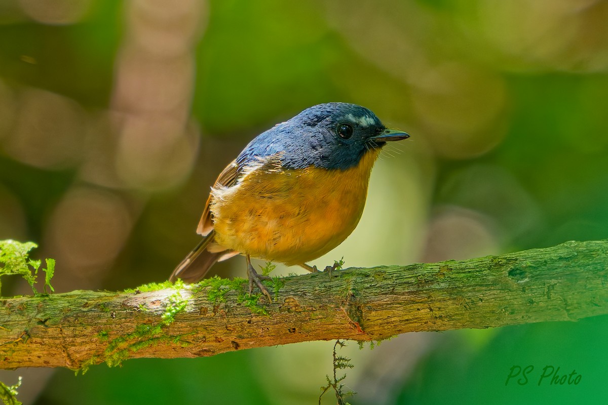 Snowy-browed Flycatcher - ML640395729