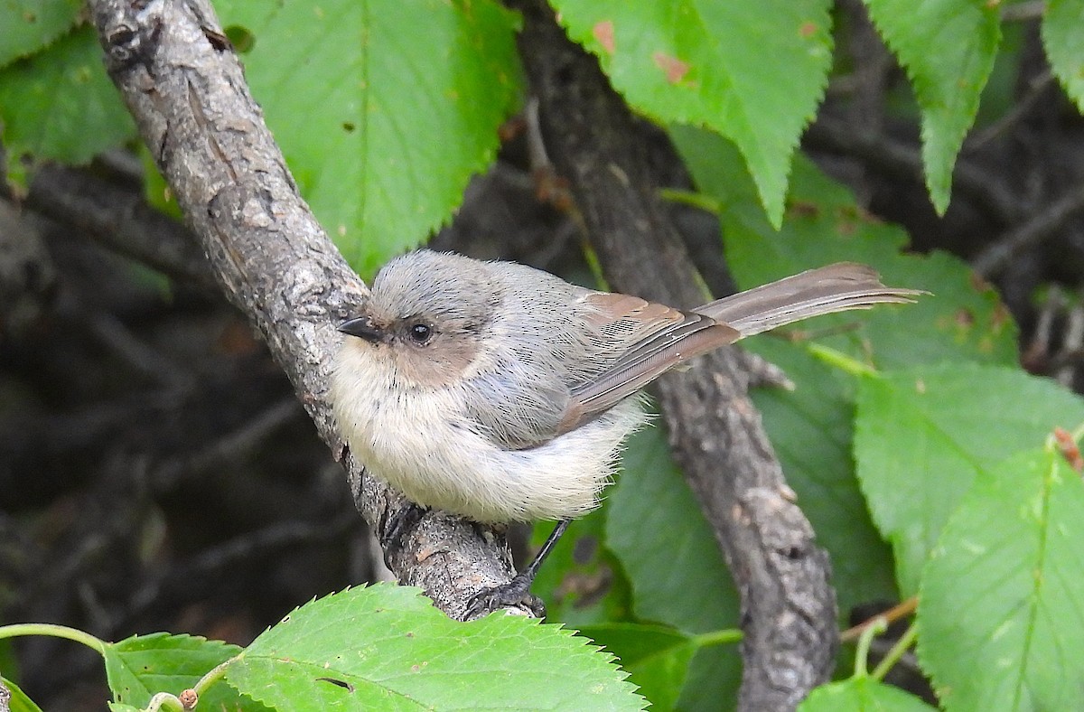 Bushtit - ML640395799