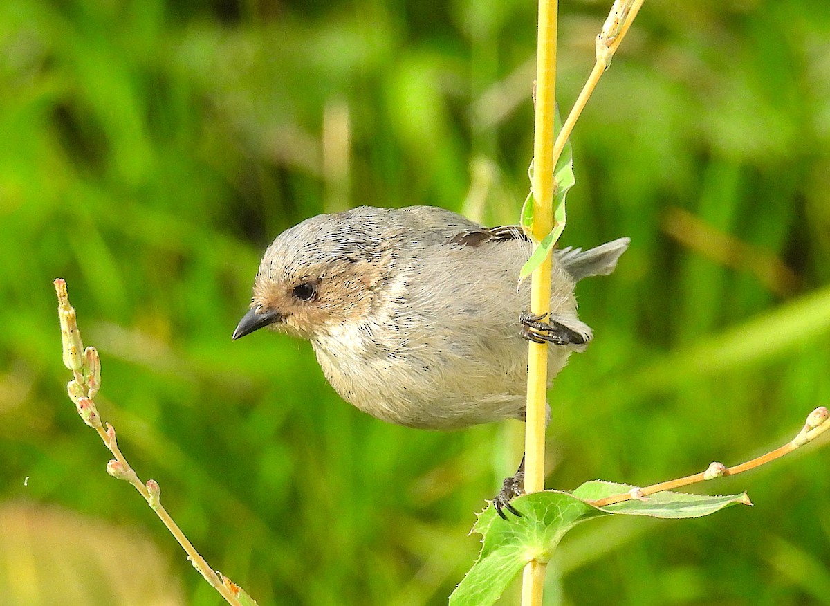 Bushtit - ML640395802