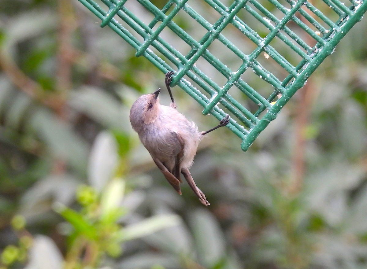 Bushtit - ML640395803
