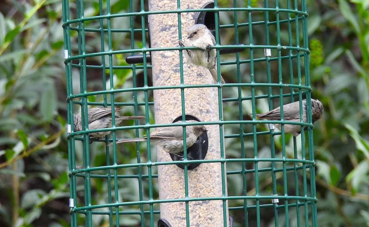Bushtit - ML640395804