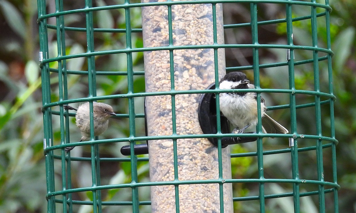 Bushtit - ML640395807