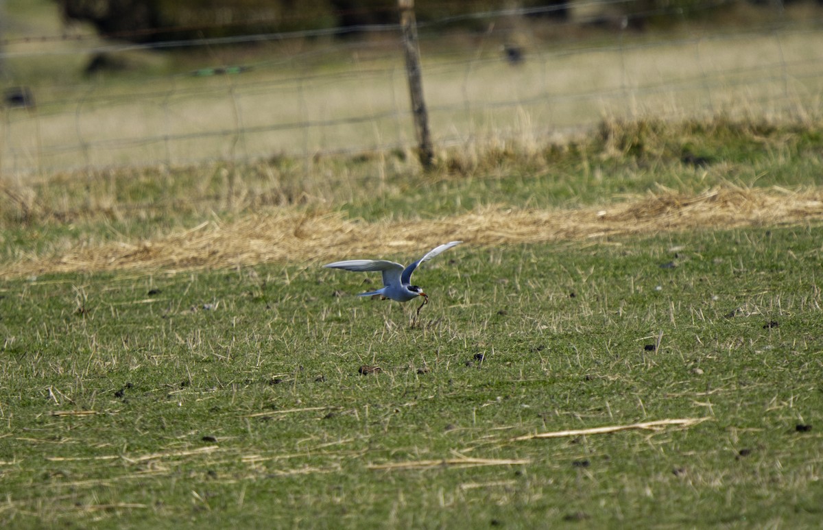 Black-fronted Tern - ML640395812