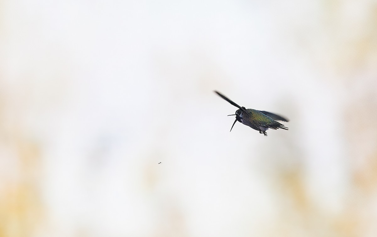 Costa's Hummingbird - ML640395830