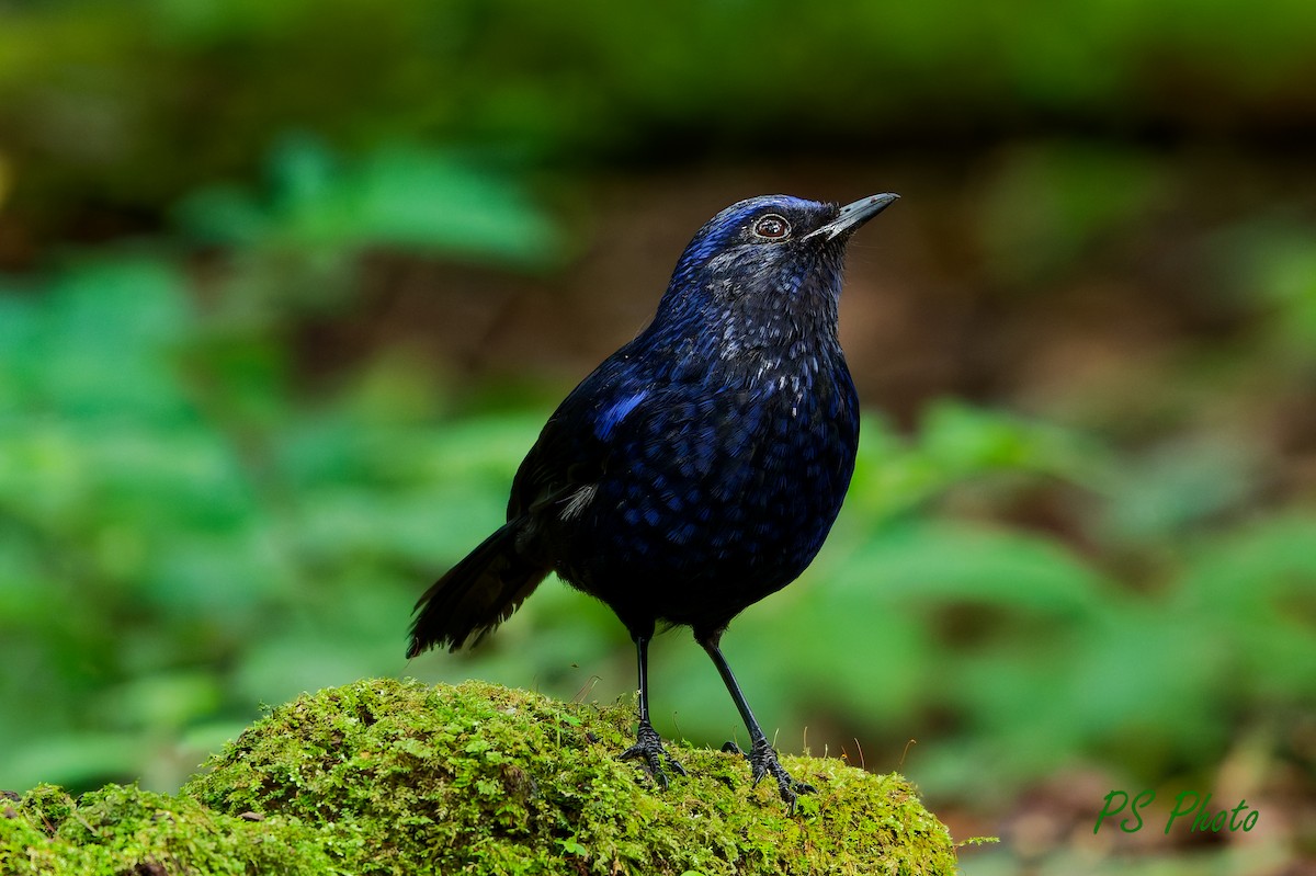 Shiny Whistling-Thrush - ML640395833