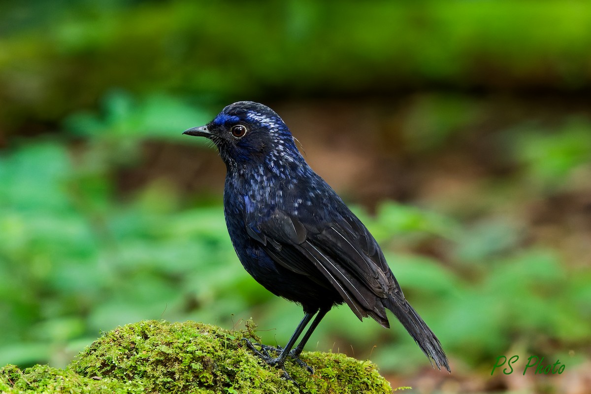 Shiny Whistling-Thrush - ML640395834