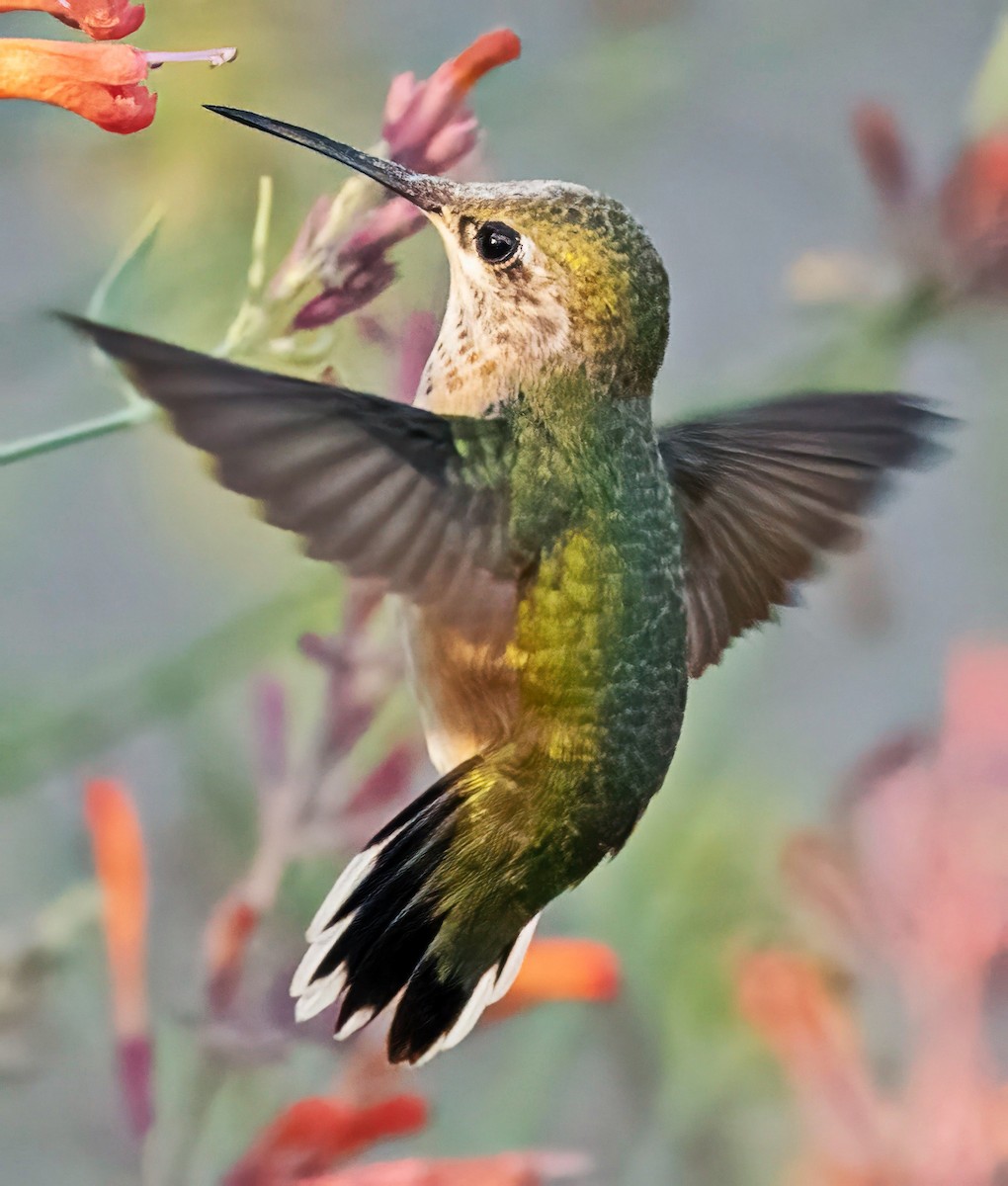 Calliope Hummingbird - ML640395840