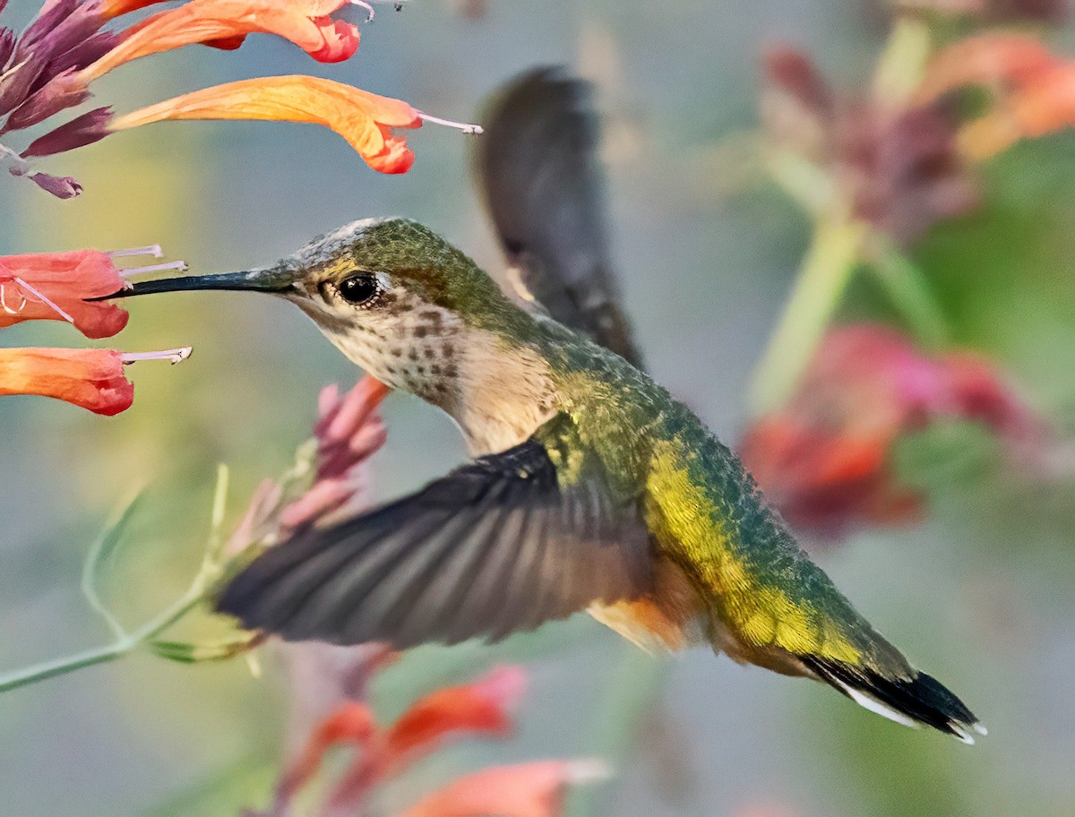 Calliope Hummingbird - ML640395845