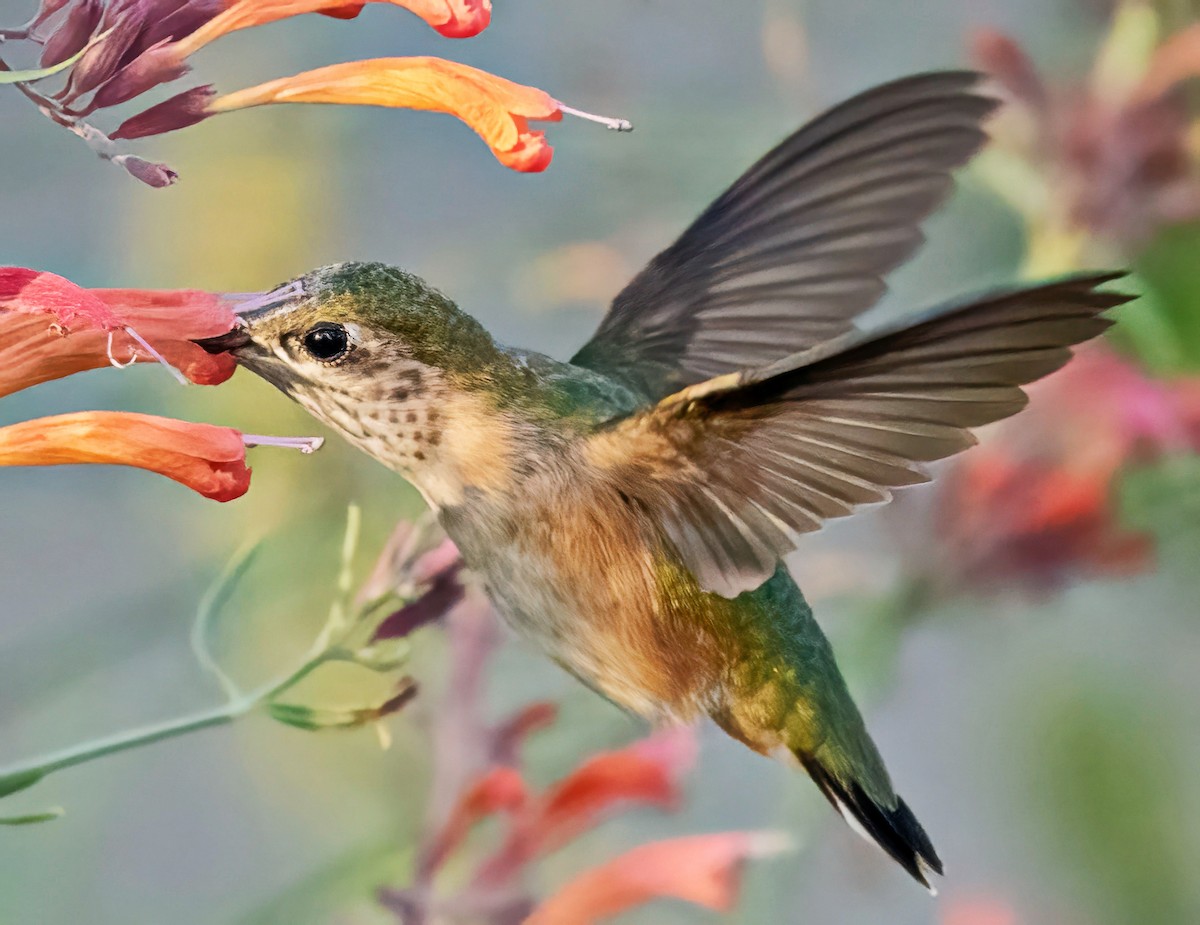 Calliope Hummingbird - ML640395851