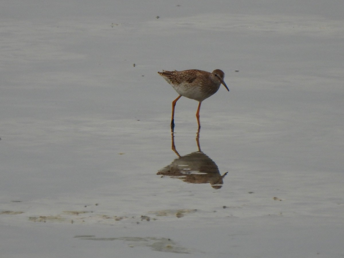 Улаан хөлт хөгчүү - ML640395870