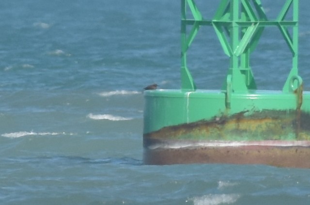 Brown Noddy - ML640395929