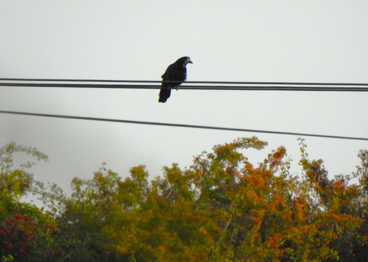 Турлиах хэрээ - ML640395958