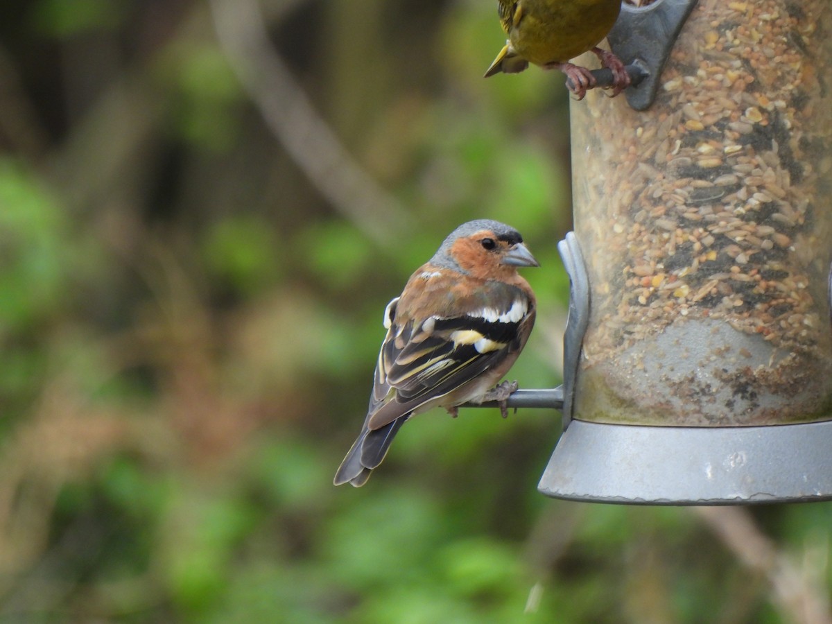 Дуулгат бужирга - ML640396010