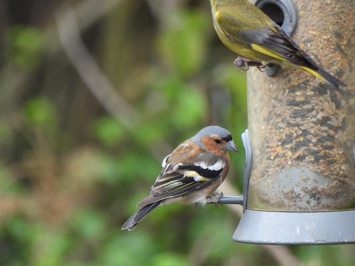 Дуулгат бужирга - ML640396011