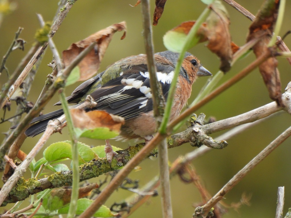 Дуулгат бужирга - ML640396012