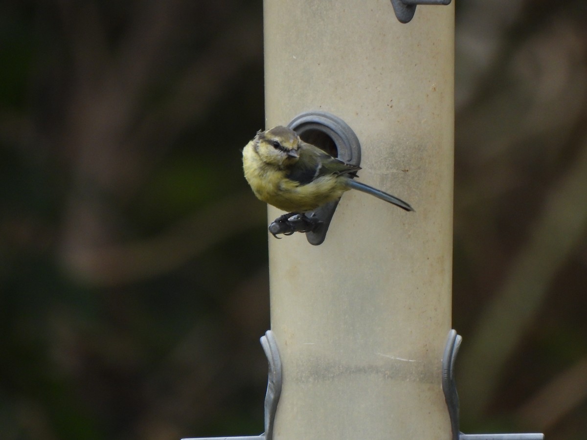 Өрнийн хөх бух - ML640396039