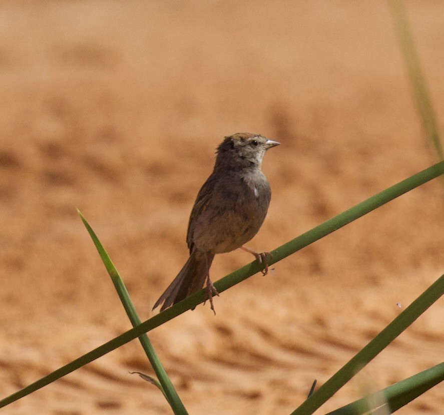 Chipping Sparrow - ML640396080