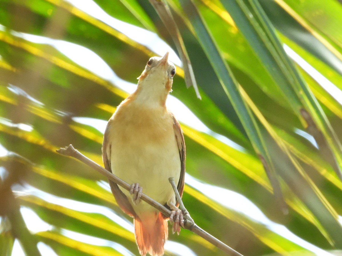 Fournier du Venezuela - ML640396206