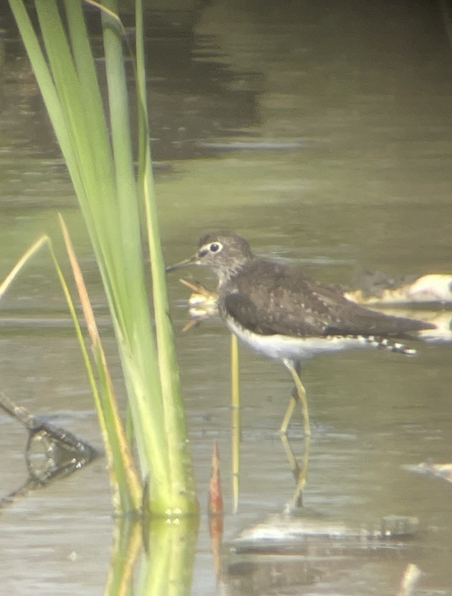Solitary Sandpiper - ML640396273