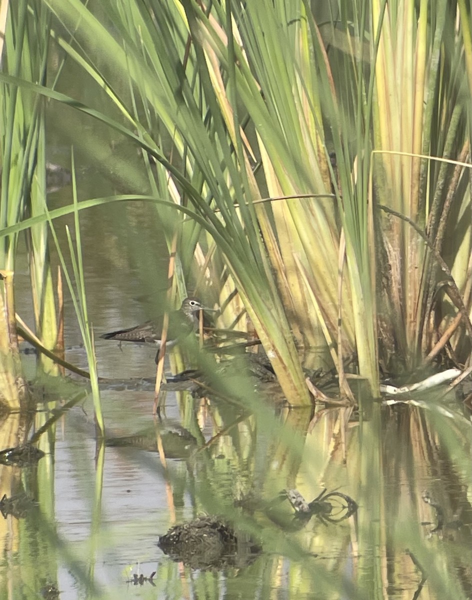 Solitary Sandpiper - ML640396274