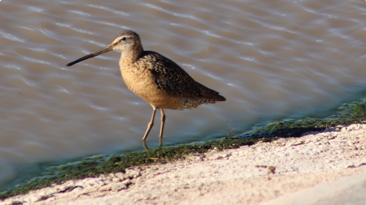 Long-billed Dowitcher - ML640396288