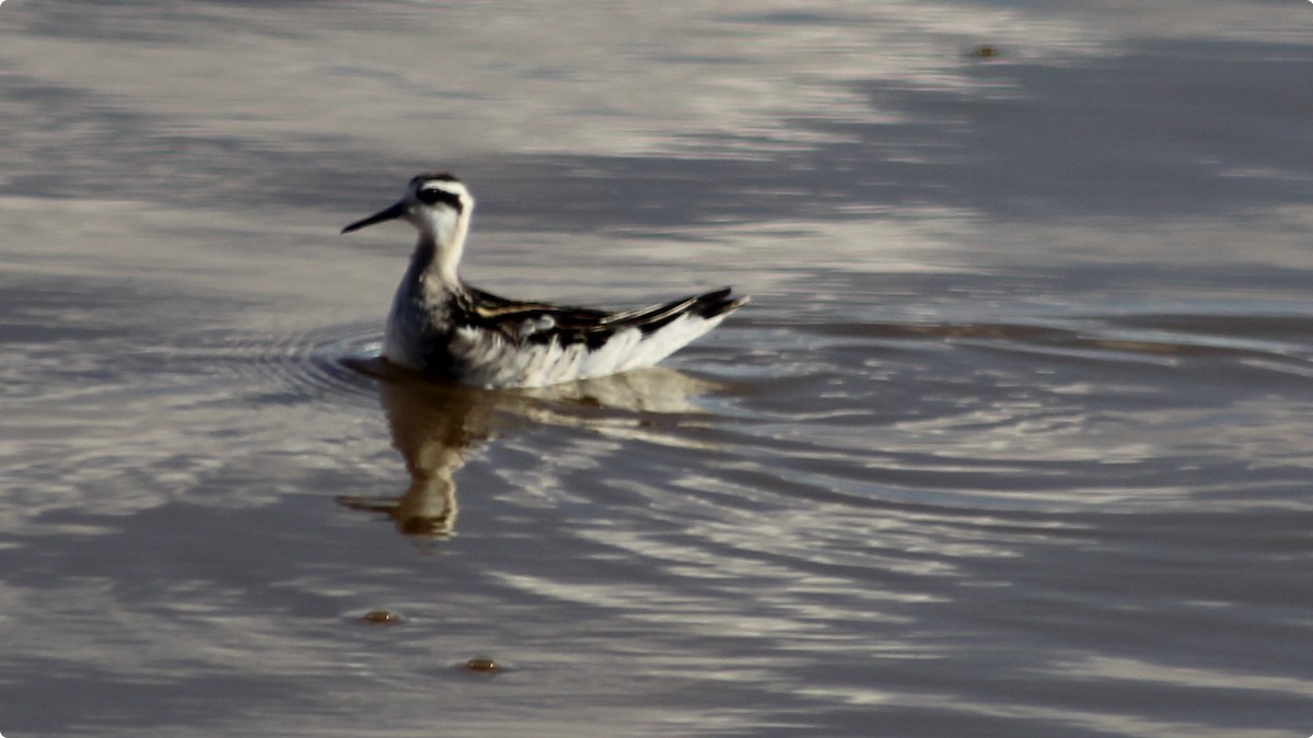 Red-necked Phalarope - ML640396291