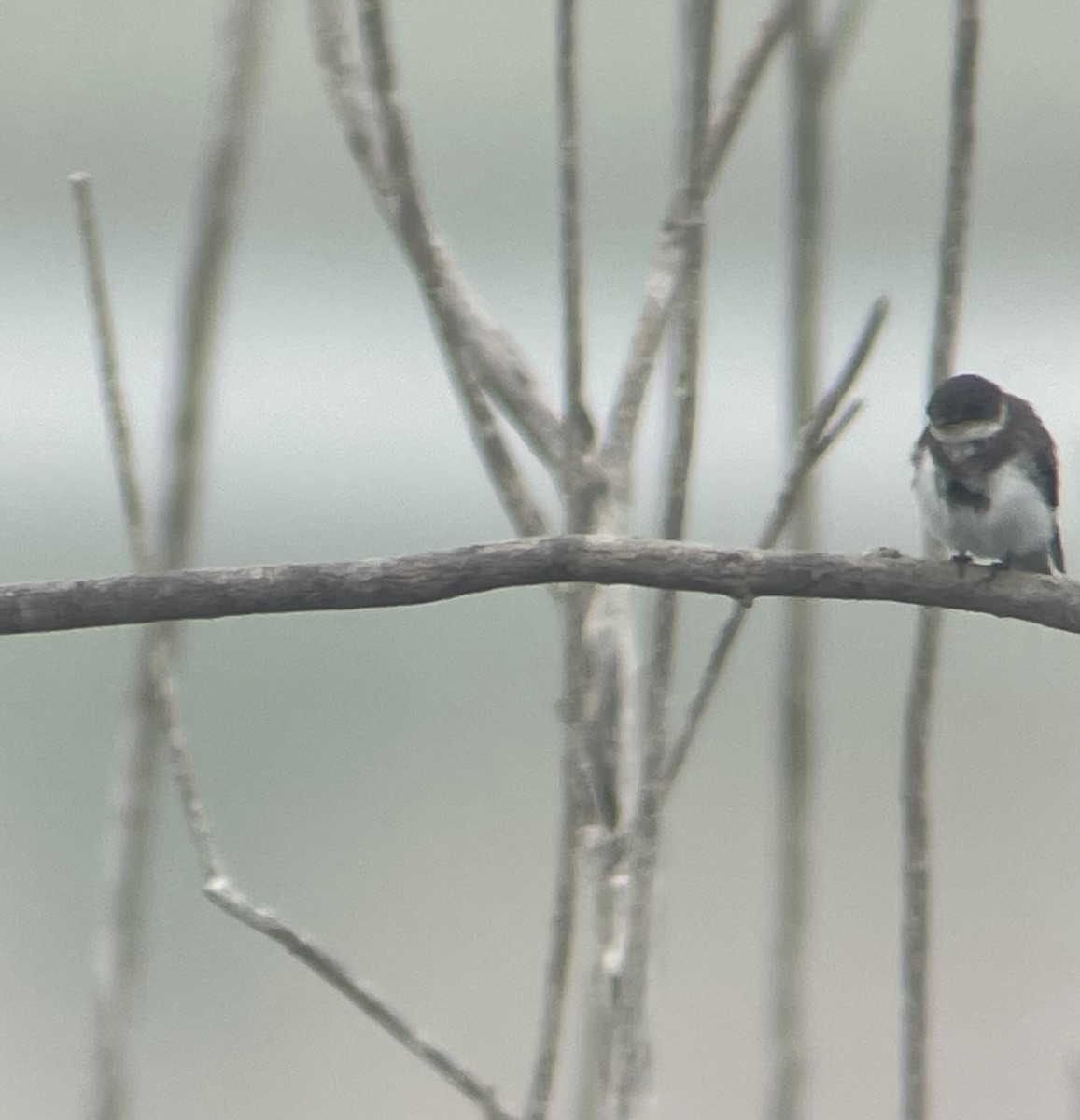 Bank Swallow - ML640396293