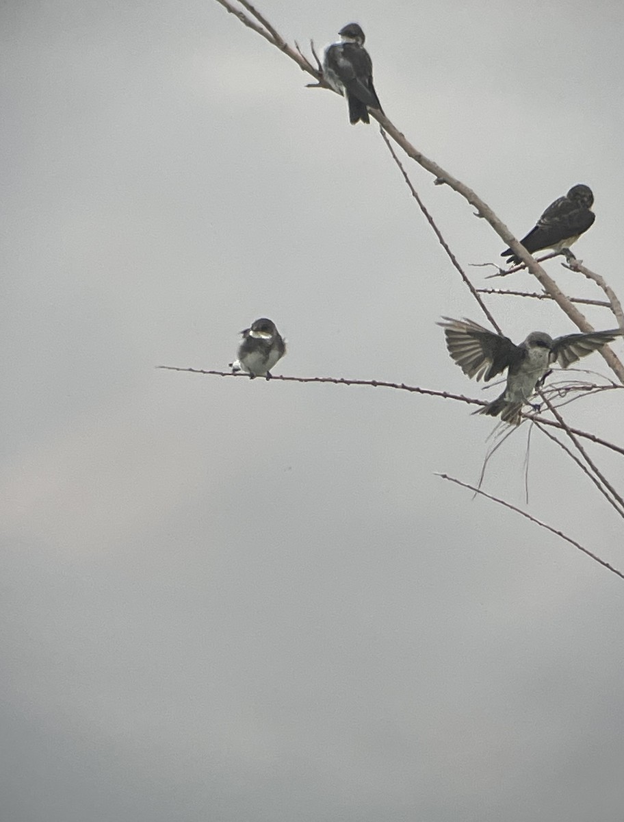 Bank Swallow - ML640396294