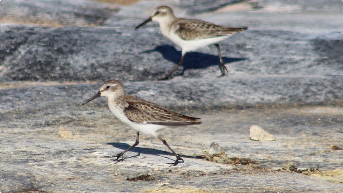 Western Sandpiper - ML640396296