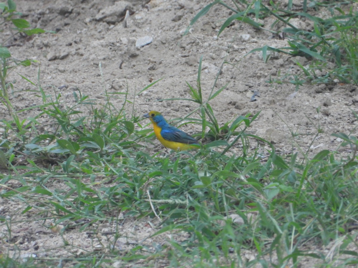 Orange-breasted Bunting - ML640396319