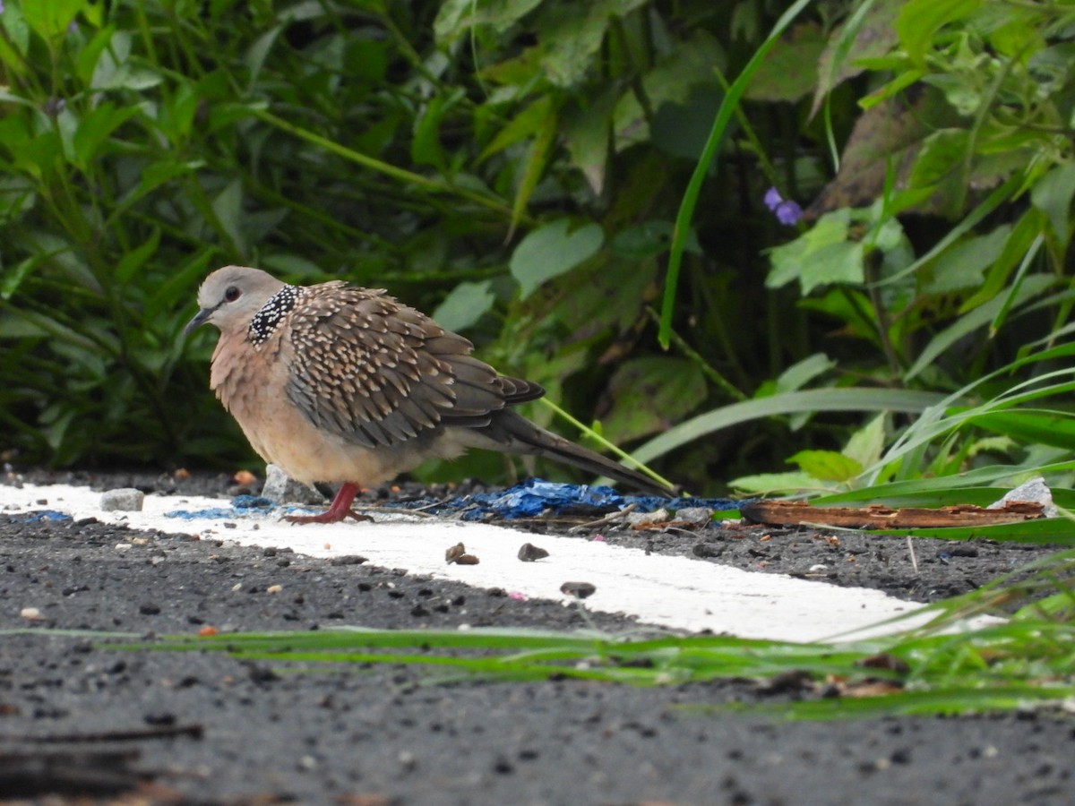 Spotted Dove - ML640396333
