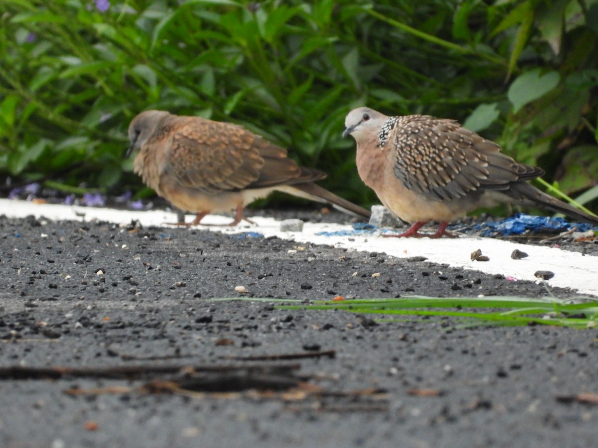 Spotted Dove - ML640396334