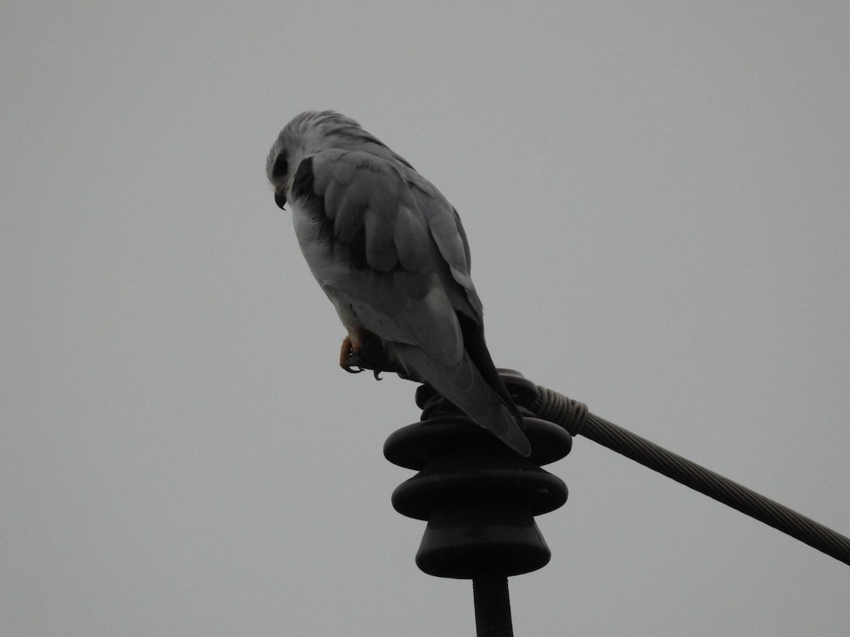 Black-winged Kite - ML640396346
