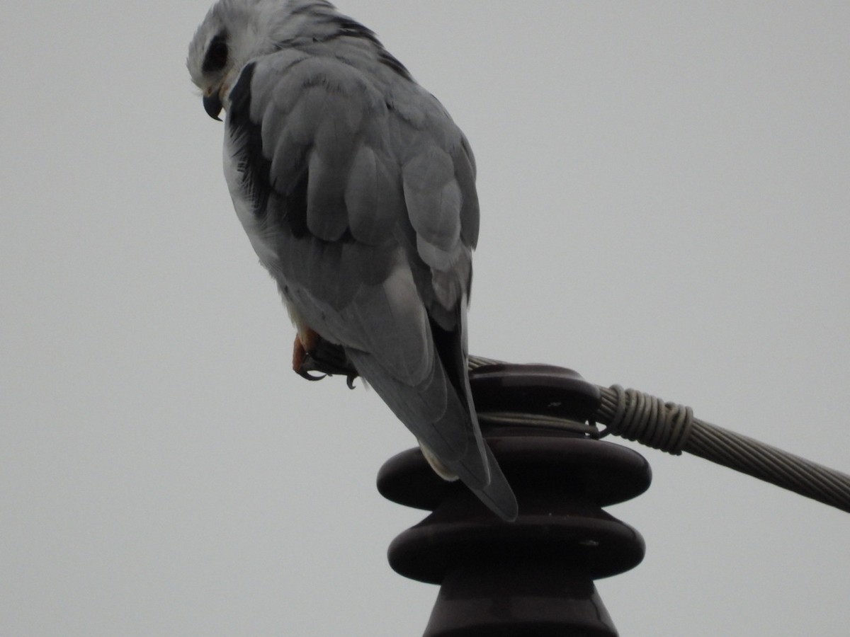 Black-winged Kite - ML640396347