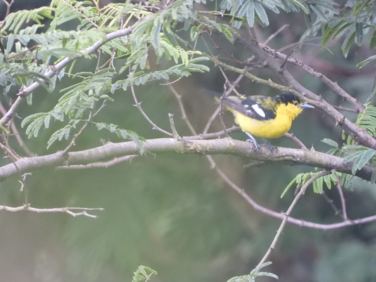 Common Iora - ML640396361