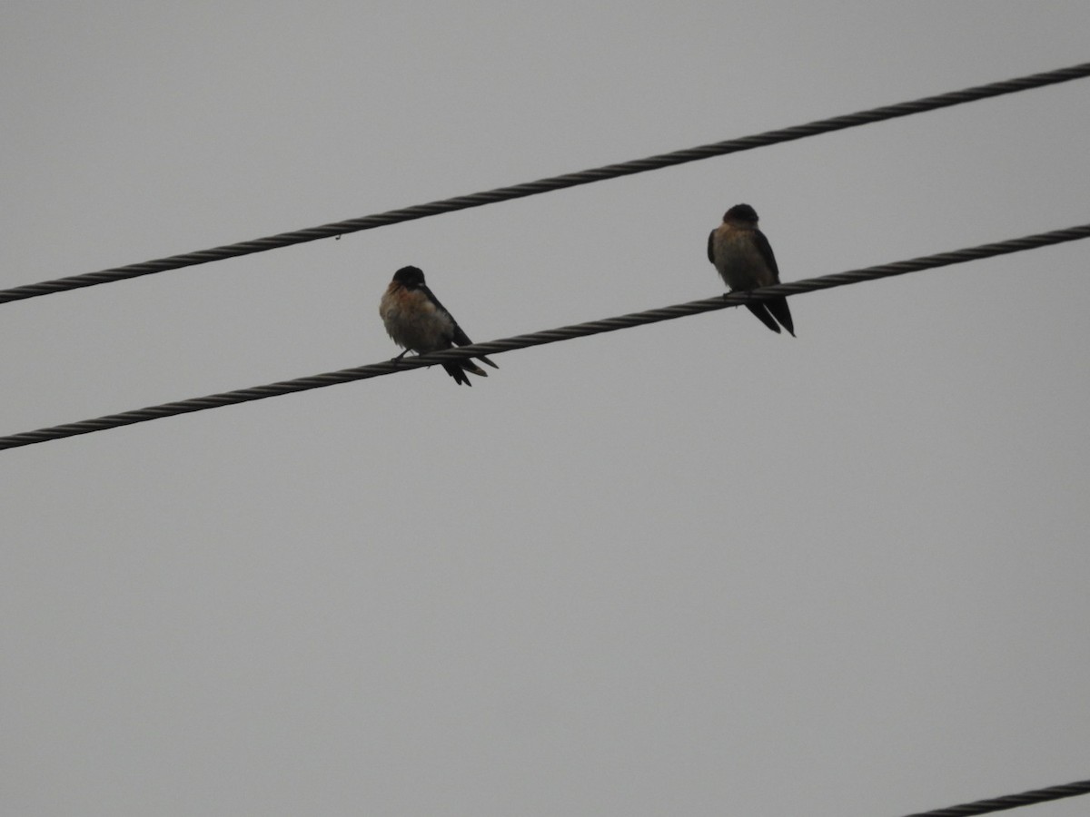 Eastern Red-rumped Swallow - ML640396366