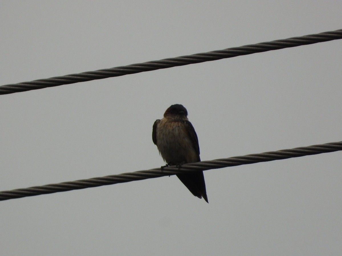Eastern Red-rumped Swallow - ML640396367
