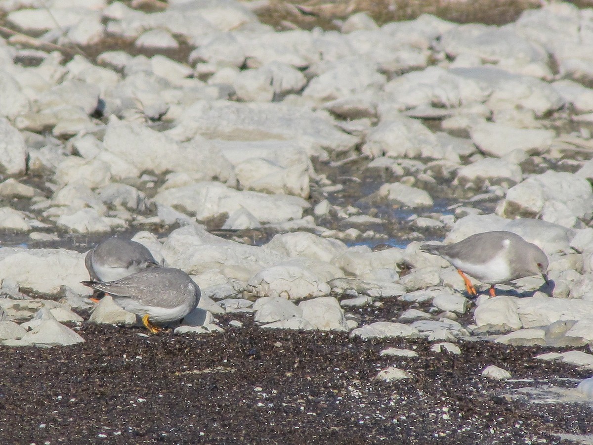 Magellanic Plover - ML640396372