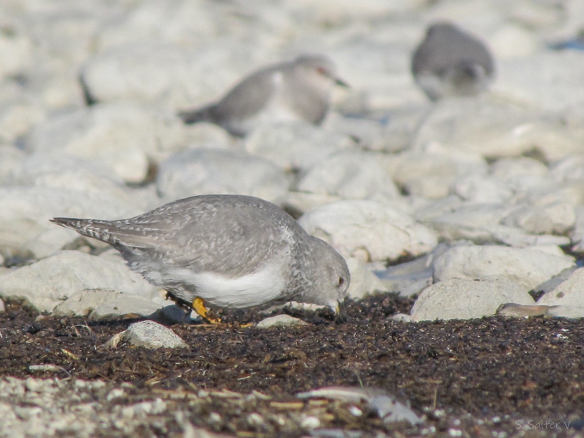 Magellanic Plover - ML640396373