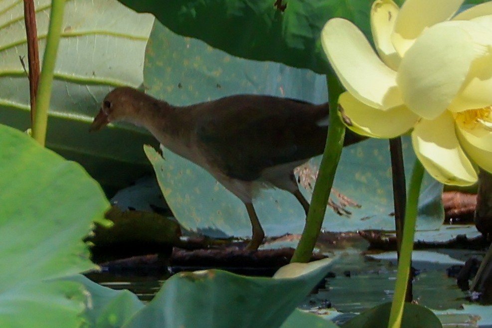 Purple Gallinule - ML640396381