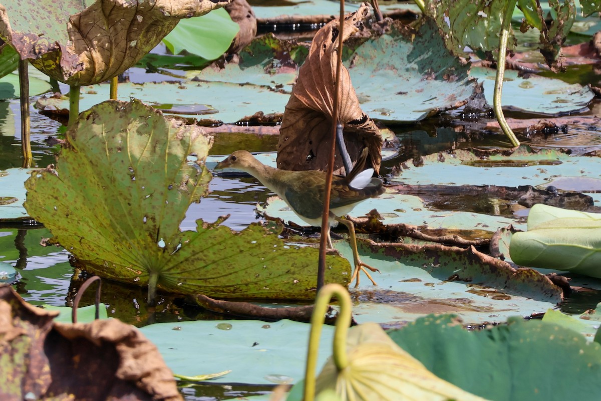 Purple Gallinule - ML640396382