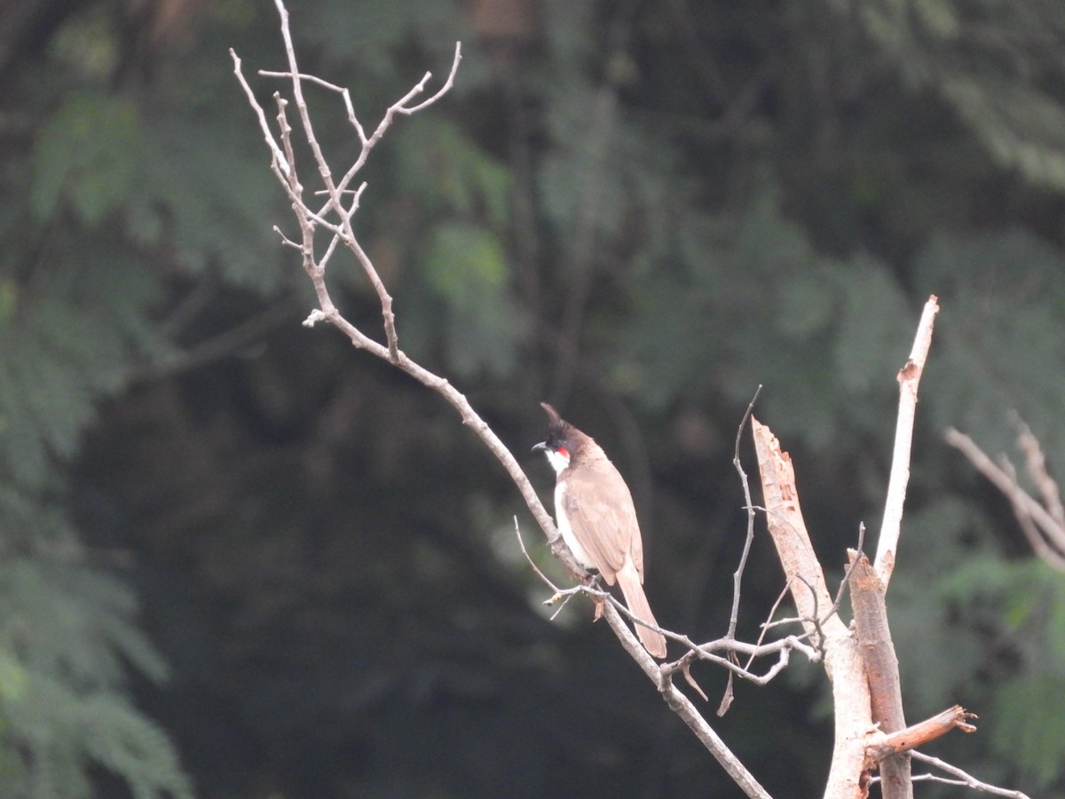 Red-whiskered Bulbul - ML640396390