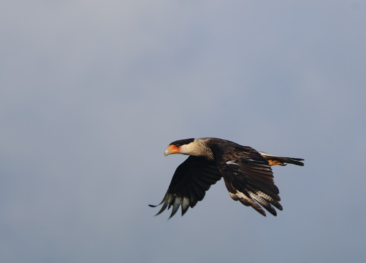 Crested Caracara - ML640396394