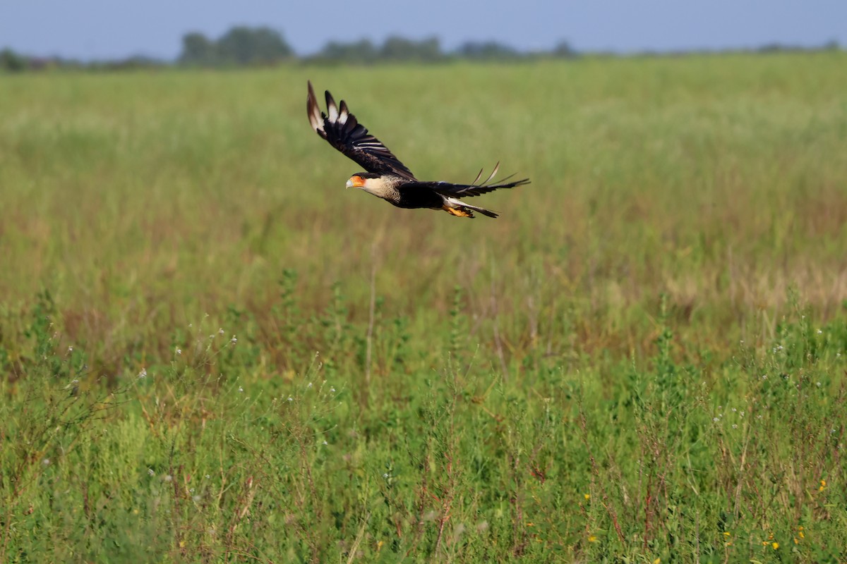 Crested Caracara - ML640396395
