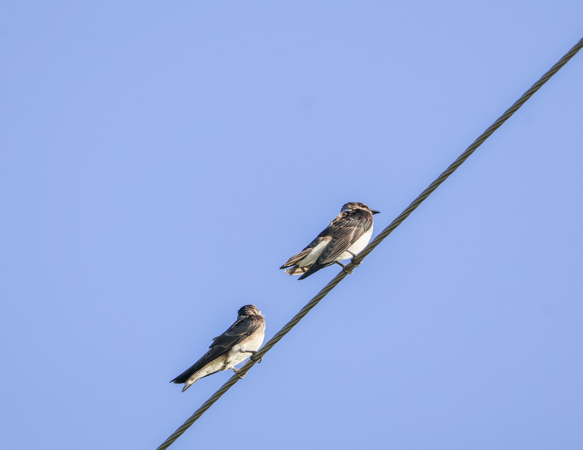 Bank Swallow - ML640396404