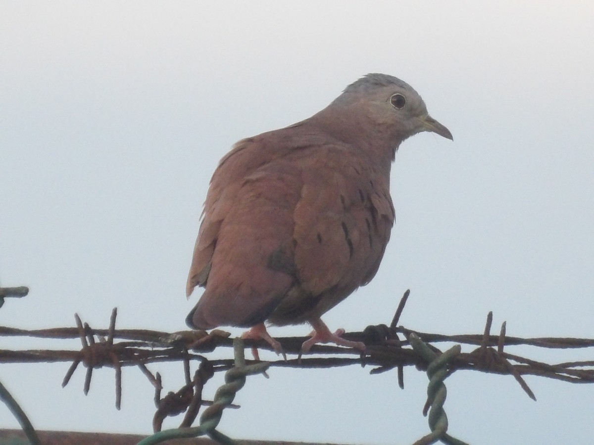Ruddy Ground Dove - ML640396409