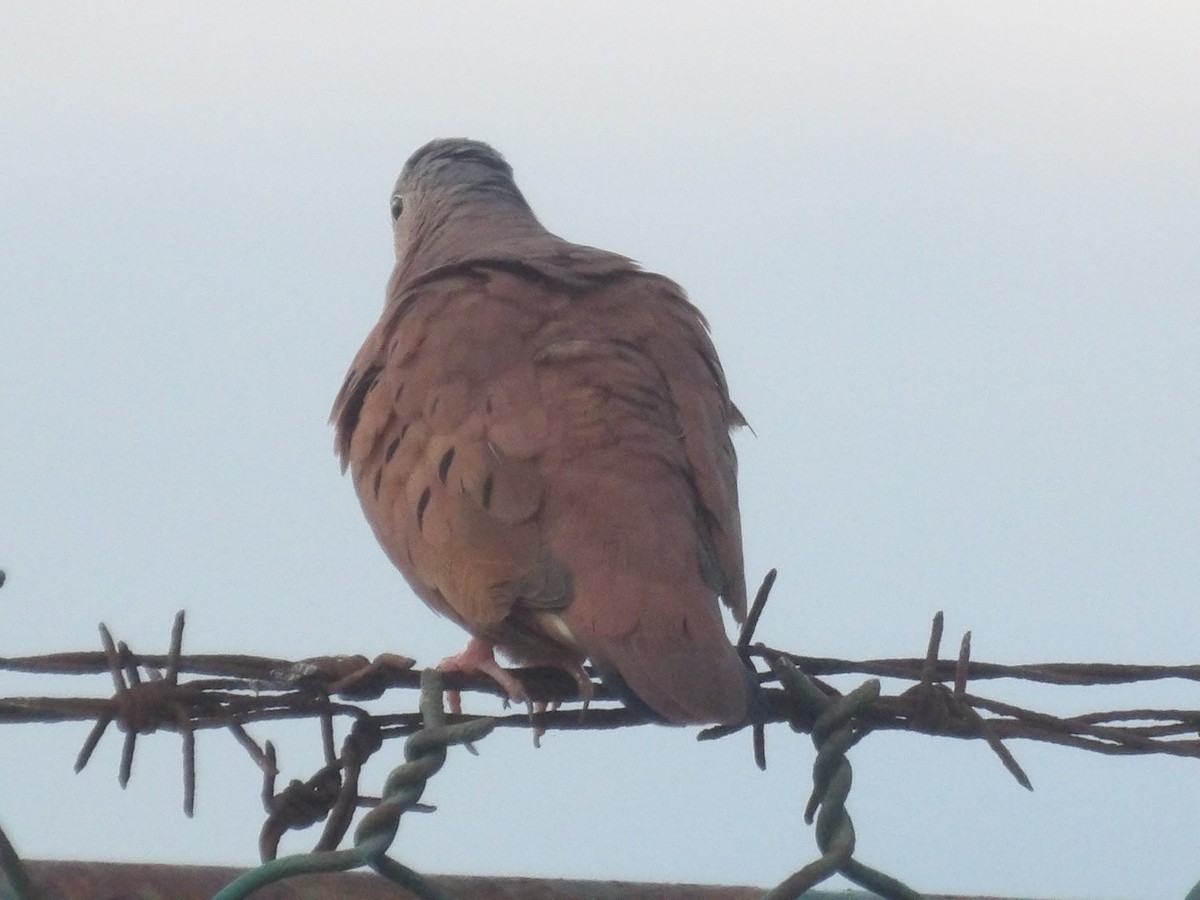 Ruddy Ground Dove - ML640396410